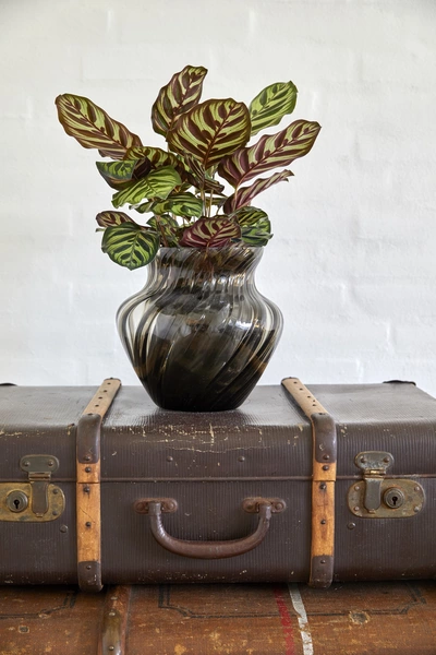 Korbmaranthe (Calathea) mit auffällig gemusterten Blättern, die grüne und violette Streifen haben, in einer dekorativen Vase, die auf einem alten Koffer steht