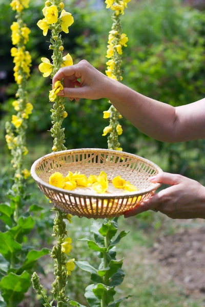 Eine Person pflückt die gelben Blüten der Königskerze (Verbascum) und legt sie in einen Korb. Der Zweig der Pflanze mit den Blüten erstreckt sich hoch in den Himmel, während im Hintergrund weitere Pflanzen sichtbar sind.