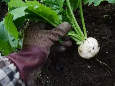 Ernte eines Mairübchens aus dem Boden mit Gartenhandschuhen.