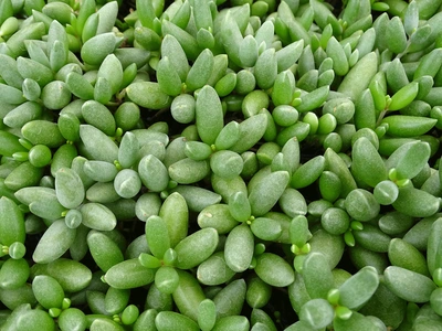 Cotyledon orbiculata 'Tiny-Wonder' als Nahaufnahme