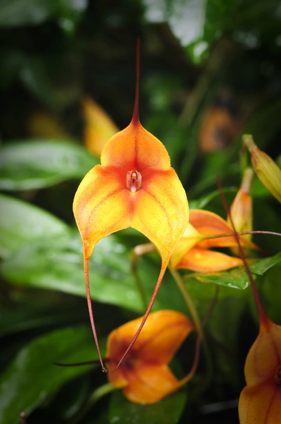 Eine leuchtend orange Dreieck-Orchidee mit langen, spitzen Blütenblättern, die sich von grünem Laub im Hintergrund abhebt
