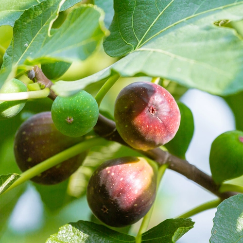 Reifende Feigen in Grün- und Violetttönen hängen an einem Zweig zwischen großen Feigenblättern.