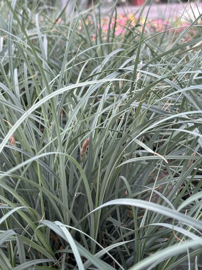 Blühende Blaue Segge (Carex panicea) mit typischen, spitzen braunen Ähren zwischen blaugrünem Laub.