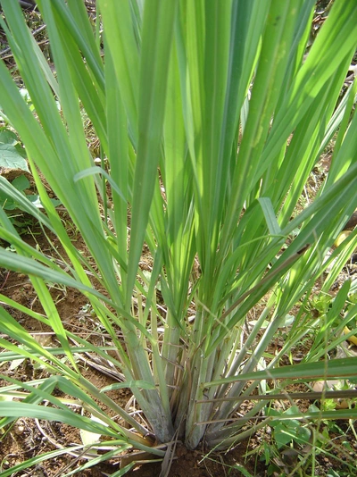 Grünes Zitronengras mit langen, schmalen Blättern wächst in einem dichten Büschel auf einem Boden mit Erde und kleinen Pflanzen. Die Halme sind an der Basis verdickt und zeigen eine leicht violette Färbung.