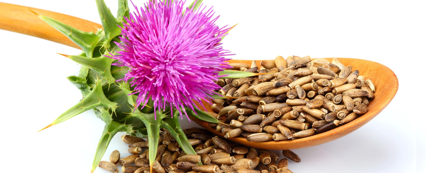 Eine violett blühende Mariendistel mit grünen, stacheligen Blättern liegt neben einem Holzlöffel voller brauner Mariendistelsamen. Einige Samen sind verstreut. Der Hintergrund ist weiß, wodurch die Farben der Pflanze und Samen hervorgehoben werden.