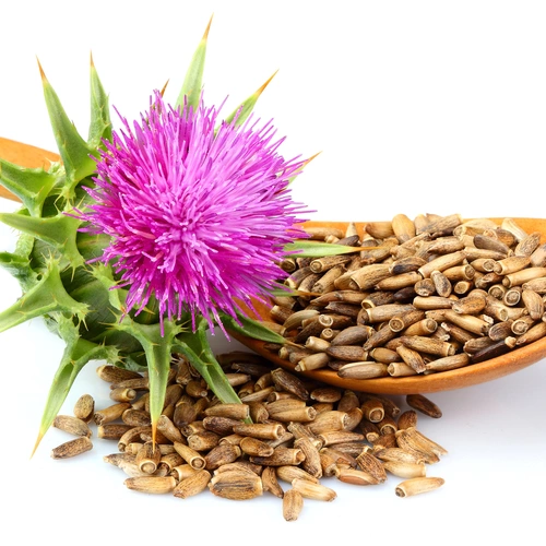 Eine violett blühende Mariendistel mit grünen, stacheligen Blättern liegt neben einem Holzlöffel voller brauner Mariendistelsamen. Einige Samen sind verstreut. Der Hintergrund ist weiß, wodurch die Farben der Pflanze und Samen hervorgehoben werden.