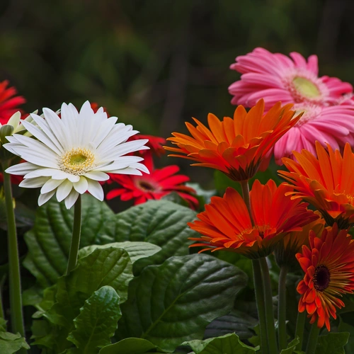 Eine Gruppe bunter Gerbera-Blüten in leuchtenden Farben wie Rot, Orange, Weiß und Rosa, die vor einem dunklen, natürlichen Hintergrund leuchten