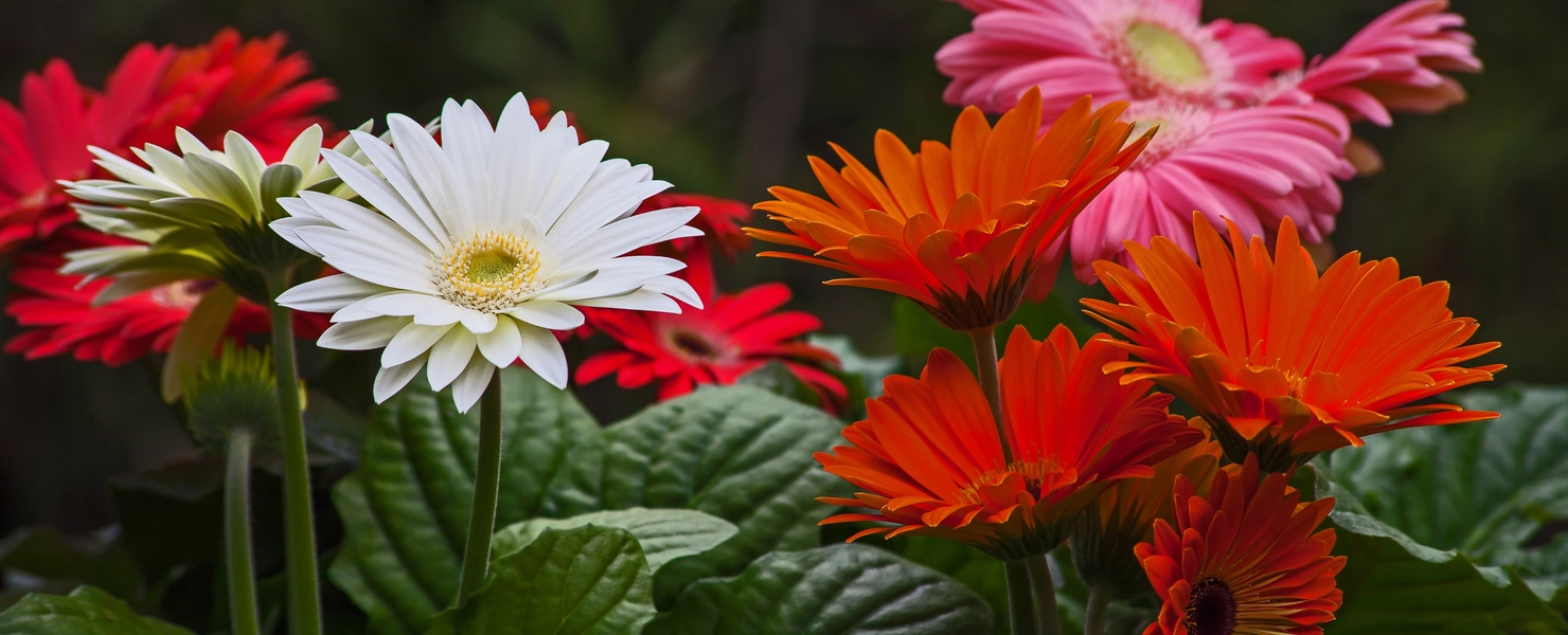 Eine Gruppe bunter Gerbera-Blüten in leuchtenden Farben wie Rot, Orange, Weiß und Rosa, die vor einem dunklen, natürlichen Hintergrund leuchten