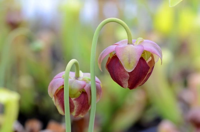 Eine Nahaufnahme von zwei hängenden Blüten einer Sumpfkrugpflanze, die in einem zarten Rosa- und Grünton erstrahlen; die Blüten hängen an gebogenen Stielen, während der Hintergrund verschwommen ist und eine Vielzahl von weiteren Pflanzen andeutet