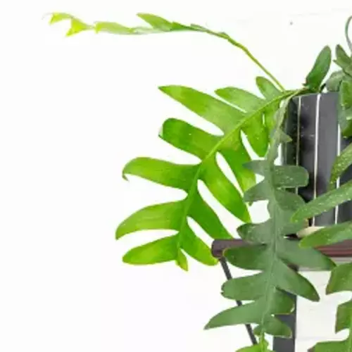 Hängender Blattkaktus (Epiphyllum) mit gezackten Trieben an einer weißen Wand.
