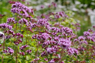 Einjähriger Majoran (Origanum marjorana) in voller Blüte, mit zarten lila Blüten, die in kleinen Büscheln wachsen. Die Pflanze zeigt eine gesunde, kräftige Struktur und ist von grünem Laub umgeben, das einen schönen Kontrast zu den Blüten bildet.