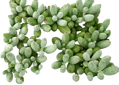 Cotyledon 'Happy-Day' als Nahaufnahme