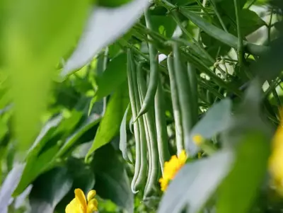 Grüne Buschbohnen hängen zwischen gelb blühenden Tagetes im Garten.