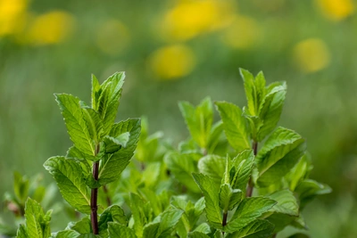 Grüne Minzblätter mit gezackten Rändern im Fokus, vor einer verschwommenen Wiese mit gelben Blüten. Die Struktur der Blätter ist deutlich erkennbar, während der Hintergrund eine sommerliche, natürliche Atmosphäre vermittelt.