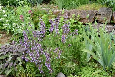 Ein Kräutergarten mit blühendem wildem Salbei, dessen violette Blüten sich von den grünen Blättern abheben. Rundherum wachsen verschiedene Kräuter und Pflanzen, im Hintergrund ist eine Natursteinmauer zu sehen.