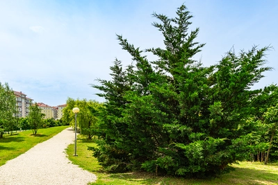 Ein großer, einzeln stehender Leylandii-Baum auf einer grünen Wiese in einem Park, mit einem hellen Himmel und Wohngebäuden im Hintergrund.