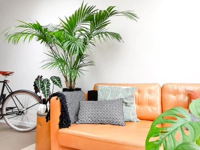Große Kentia-Palme hinter einem orangen Sofa, in modern eingerichteter Wohnung mit tropischem Flair.