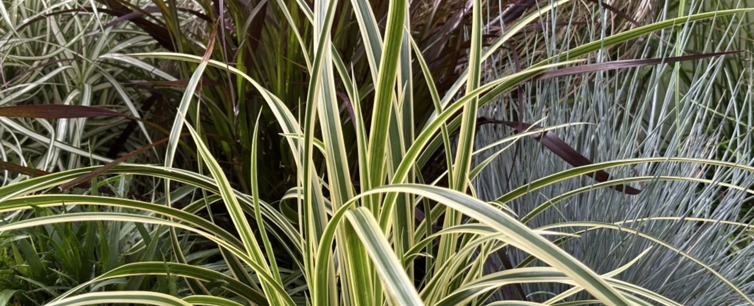 Japan-Segge 'Vanilla Ice' mit auffälligem weiß-grün gestreiftem Laub im gemischten Gräserbeet.