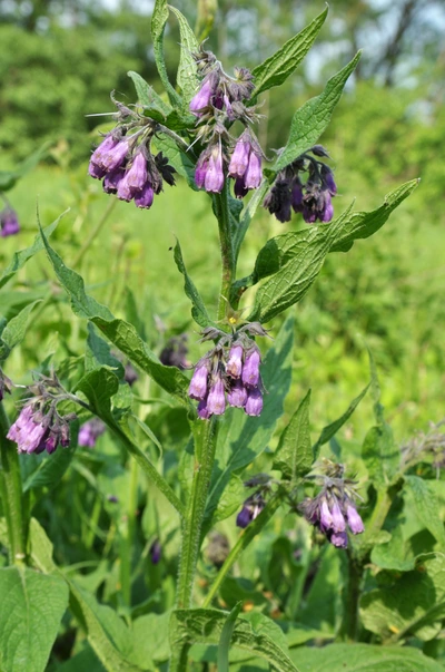 Echter Beinwell mit violetten, glockenförmigen Blüten, die in Trauben an den oberen Trieben der Pflanze hängen. Die grünen, lanzettlichen Blätter sind leicht behaart. Die Pflanze wächst aufrecht mit mehreren verzweigten Blütenständen in einer natürlichen Umgebung.
