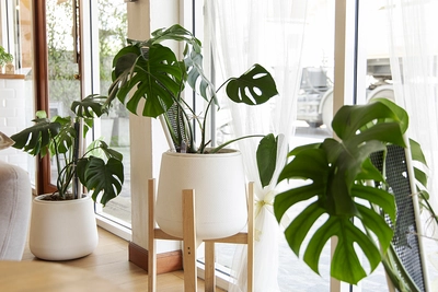 Zwei üppige Monstera deliciosa Pflanzen in weißen Töpfen vor einem hellen Fenster.