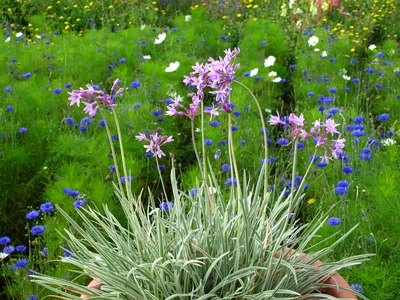 Eine Knoblauchgras-Pflanze (Allium tuberosum) mit rosa Blüten wächst in einem Topf, umgeben von bunten Blumen in einem Garten. Die grünen Blätter und die zarten Blütenstängel heben sich vor dem grünen Hintergrund ab.
