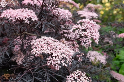 Schwarzer Holunder (Sambucus nigra) mit zahlreichen rosa Blütenständen vor dunklem Laub im Garten.