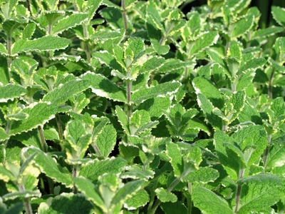Ananasminze_Mentha suaveolens