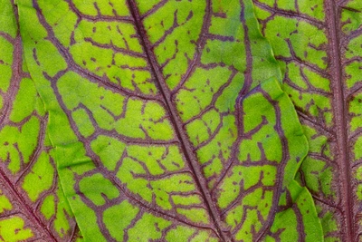Blut-Sauerampfer (Rumex sanguineus) Blatt mit markanten grünen Adern und einem roten Rand. Die feine Struktur des Blattes und die lebendige Farbe machen es zu einem auffälligen Detail in der Pflanze.