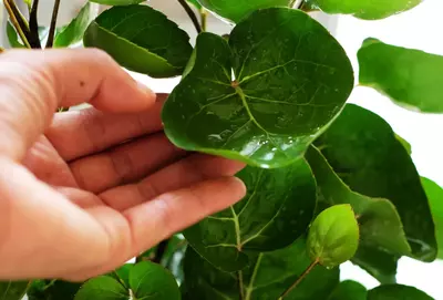 Großblättrige Fiederaralie in einem Topf, eine Hand hält ein Blatt zum Betrachten