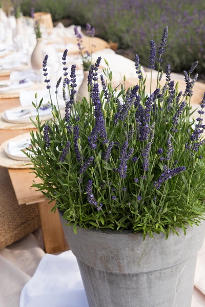 Ein großer Topf mit blühendem violettem Lavendel steht auf einem festlich gedeckten Holztisch im Freien. Im Hintergrund sind Teller, Gläser und eine lange Tischreihe zu sehen. Die Lavendelblüten heben sich lebendig von der grünen Umgebung ab.