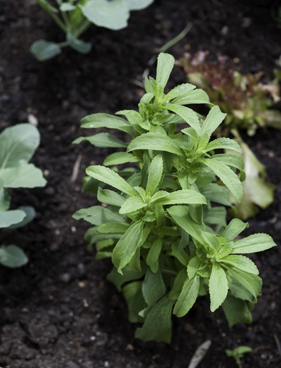 Eine Pflanze des Süßkrauts (Stevia rebaudiana) wächst in der Erde. Die grünen Blätter sind frisch und kräftig, und die Pflanze ist noch jung, aber gut entwickelt. Der Boden um sie herum ist locker und fruchtbar.