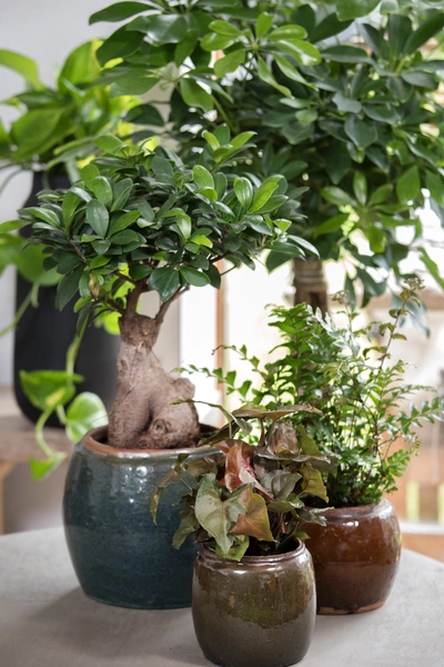 Ein großer Ginseng Ficus in einem blauen Topf, umgeben von kleineren Pflanzen in rustikalen Töpfen, die zusammen auf einem Tisch arrangiert sind