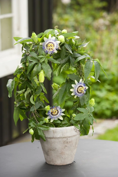 Blühende blaue Passionsblume in einem Topf, präsentiert auf einem Tisch im Freien