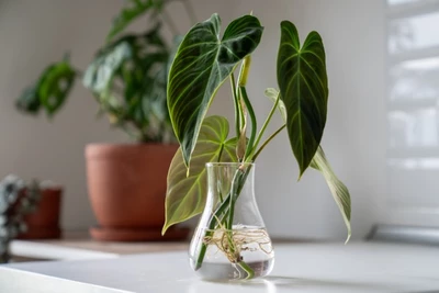 Philodendron-Ableger in einem Glasgefäß mit Wurzeln.
