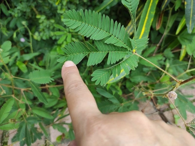 Eine Hand zeigt auf ein gefiedertes Blatt einer Mimose, die sich inmitten anderer grüner Pflanzen befindet