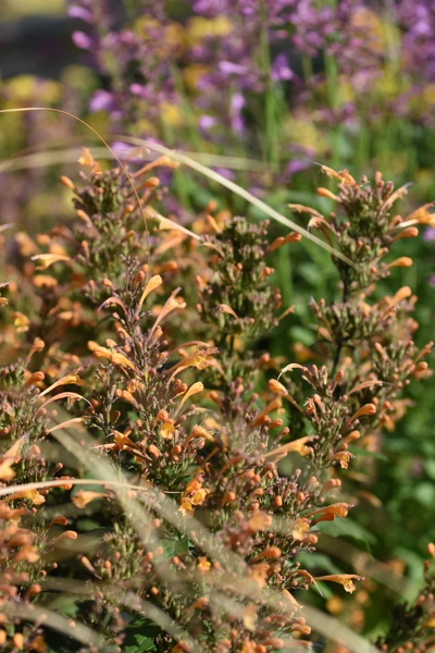 Die Limonadenpflanze (Aloysia citrodora) blüht mit orangefarbenen Blüten, die über das grüne Laub verteilt sind. Im Hintergrund sind andere Pflanzen mit violetten Blüten sichtbar, was einen schönen Kontrast bildet.