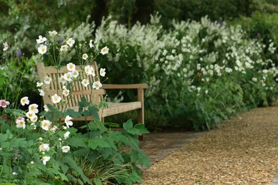  Eine weiße Herbst-Anemone blüht üppig neben einer Holzbank in einem Garten mit weißer Staudenrabatte.