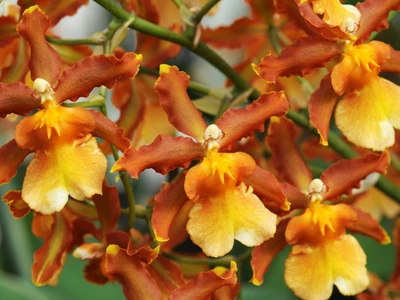 Oncidium-Art mit zweifarbiger Blüte in Orangetönen