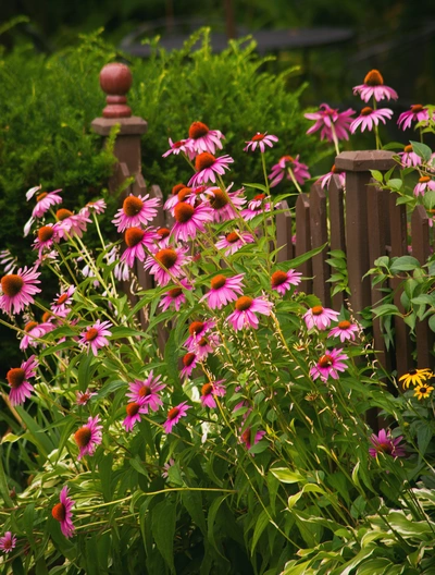 Das Bild zeigt eine Gruppe von Arznei-Sonnenhut (Echinacea)-Pflanzen, die in einem Garten in kräftigem Pink blühen. Im Hintergrund ist ein Gartenzaun sichtbar, und die Pflanzen wachsen üppig in der Nähe von Sträuchern und anderen grünen Pflanzen.
