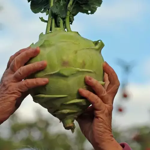 Riesen-Kohlrabi wird von zwei Händen in die Höhe gehalten.