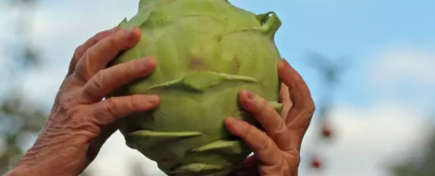 Riesen-Kohlrabi wird von zwei Händen in die Höhe gehalten.