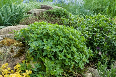 Üppiger Oregano-Busch in einem Steingarten, umgeben von weiteren Kräutern und Pflanzen, mit natürlicher, grüner Landschaft im Hintergrund.