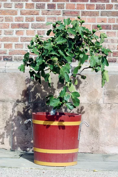 Feigenbaum im großen roten Kübel vor einer gemauerten Wand, mit grünem Laub und unreifen Früchten.