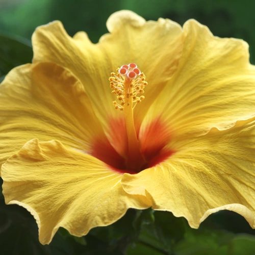 Das Bild zeigt eine leuchtend gelbe Zimmerhibiskus-Blüte mit einem rötlichen Zentrum und markanten gelben Staubgefäßen, vor einem unscharfen grünen Hintergrund.