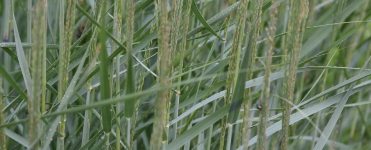 Blaues Präriegras (Panicum virgatum 'Prairie Sky') mit aufrechten, zarten Blütenrispen über blaugrünem Laub.