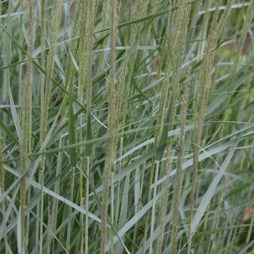 Blaues Präriegras (Panicum virgatum 'Prairie Sky') mit aufrechten, zarten Blütenrispen über blaugrünem Laub.
