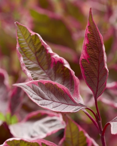 Rosarot-grün gefärbte Blätter des buntlaubigen Hartriegels Cornus ‘Miracle’ in Nahaufnahme.