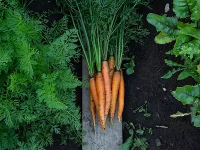 Frisch geerntete Karotten liegen mit Kraut im Beet.