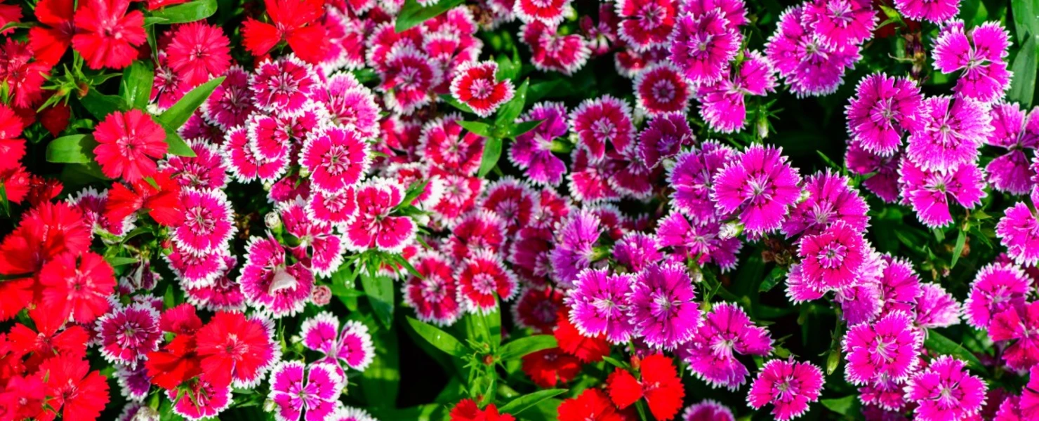 Bunte Kaisernelken in voller Blüte mit leuchtend roten, rosa und violetten Blüten, umgeben von sattgrünen Blättern, aufgenommen in einem sommerlichen Gartenbeet.