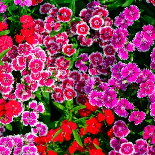 Bunte Kaisernelken in voller Blüte mit leuchtend roten, rosa und violetten Blüten, umgeben von sattgrünen Blättern, aufgenommen in einem sommerlichen Gartenbeet.
